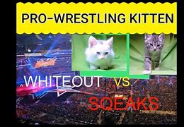 Image result for Catz Fighting Wrestling