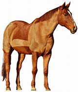 Image result for Horse Art Reference Transparent
