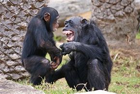 Image result for Chimpanzee Laughing