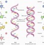 Image result for Components of RNA