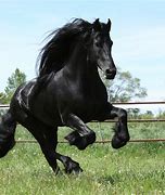 Image result for Running Horse Black Stallion