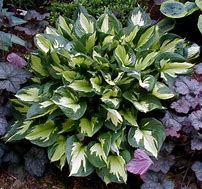 Image result for Hosta Whirlwind