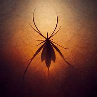 Image result for Spider Cricket