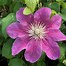 Image result for Clematis Acropolis