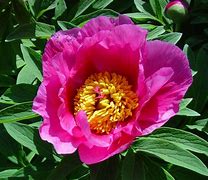 Image result for Paeonia officinalis ssp. villosa