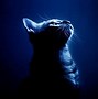 Image result for Cool Cats Graphics