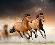 Image result for Horses Running Wallpaper HD Desktop