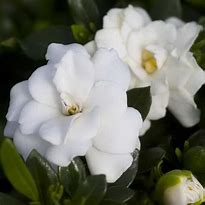 Gardenia jasminoides Double Mint ਲਈ ਪ੍ਰਤੀਬਿੰਬ ਨਤੀਜਾ