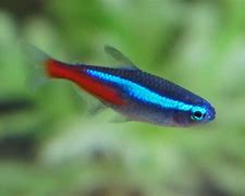 Image result for Smara Fish