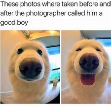 Image result for Oh My Doggo
