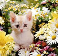 Image result for Colorful Kitty Cat