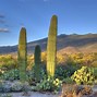 Image result for A Cactus in the Desert