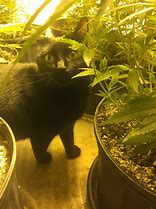 Image result for Cat Finds Weed Browines