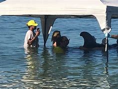 Image result for Beached Az Whale