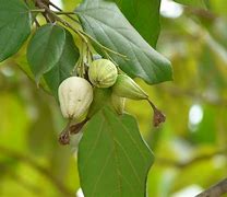 Image result for Geiger Tree