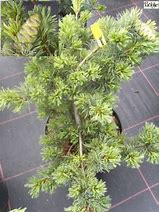 Image result for Pinus parviflora Fuku-zu-mi