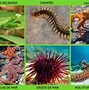 Image result for Reino Animal Caracteristicas