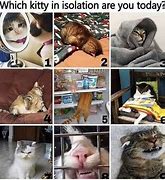 Image result for Cat Mood Pictures