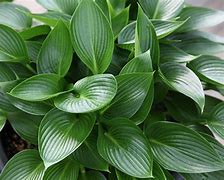 Image result for Hosta Devon Green