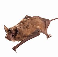 Image result for Mexican Free Tail Bat