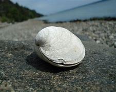 Image result for clam