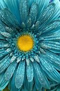 Image result for Dif Between Teal and Turquoise
