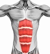 Image result for Musculo Recto Abdominal