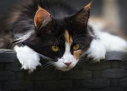 Image result for Cute Calico Cat Wallpaper
