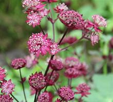 Image result for Astrantia major Star of Love