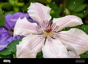 Image result for Pink and White Clematis