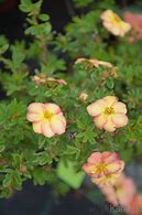 Image result for Potentilla fruticosa Bella Apple