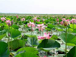 Image result for Bangladesh National Flower