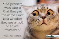 Image result for Funny Animals Quote Cat