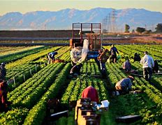 Image result for Agricultural Farms Near Me