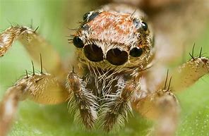 Image result for 6 Spiders