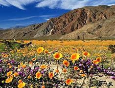 Image result for Desert Flowers Images