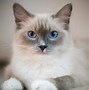 Image result for Best Cat Pics