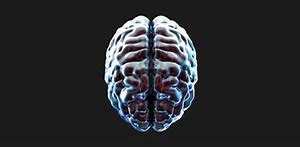 Image result for Human Brain Transparent