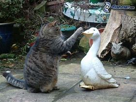 Image result for Cat Chasing Goose