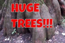 Image result for 9000 Year Old Tree