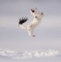 Image result for Sony Photography Awards Wildlife and Nature