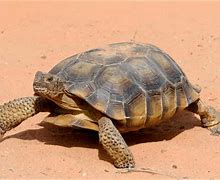 Image result for Tortoise Live in Desert