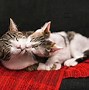 Image result for 3 More Days Cats