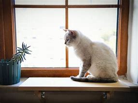 Image result for Window Cat Perch No Screws