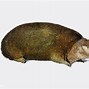 Image result for Vecteezy Armadillo