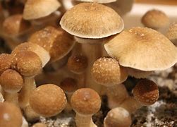 Image result for Thailand Psilocybe Cubensis