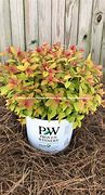Image result for Spiraea japonica DOUBLE PLAY BIG BANG