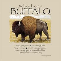 Image result for Funny Buffalo Signs