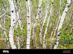 Image result for White Paper Birch Tree Pacific North West