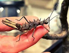 Image result for Weird House Bugs